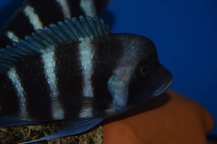 Cyphotilapia gibberosa 'Kansombo'